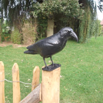 LIFETIME GARDEN Galambriasztó Holló, műanyag 42x12x23cm  thumbnail 2