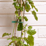 BLACK+DECKER Oldható növénykötöző szett 100db 13cm, zöld thumbnail 4