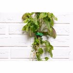 BLACK+DECKER Növénykötöző pánt 20db 14x0,8cm, zöld thumbnail 4