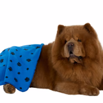 PET COMFORT Kisállat takaró 50x70cm, 160gsm thumbnail 5