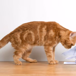 PET TREATMENT Gerinckimélő etetőtál cicáknak dupla, 2x350ml thumbnail 4