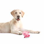 PET TOYS Kutyajáték - malac 20x8x9cm thumbnail 2