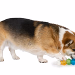 PET TOYS Kutyajáték csont formájú falat adagolós 47 x 47 x 175 mm thumbnail 2