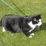 PET TREATMENT Hám és póráz kisállatokhoz 1x30-40cm, 1x120cm, 3 színben thumbnail 3