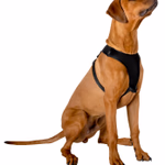 PET TREATMENT Kutya hám (elülső mellkasra) 67,6-106,5 cm, Large  thumbnail 1