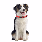 PET COMFORT Kutya nyakörv M, 33x2x0,5cm, 3 színben thumbnail 3