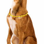 PET COMFORT Kutyanyakörv 2xLED Ø1x22cm 55gr thumbnail 2