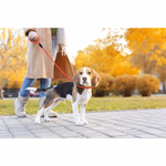 PET TREATMENT Kutyapóráz gyakorló 1,5m x 1,2cm, 120g, 2 színben  thumbnail 6