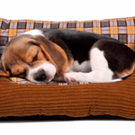 PET COMFORT Extra kénylemes kisállat fekhely M méret (60x48x18cm), 4 verzióban  thumbnail 1