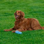 PET TOYS Kutyajáték 3 féle  thumbnail 1