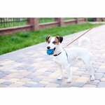 PET TREATMENT Kutya póráz 3,5m világítós, 2 változatban thumbnail 2