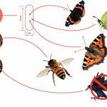 LIFETIME GARDEN Rovarhotel fából 30x10x8cm thumbnail 1