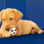 PET COMFORT Kutyamedence L-es méret, összehajtható, PVC 160x30cm  thumbnail 3