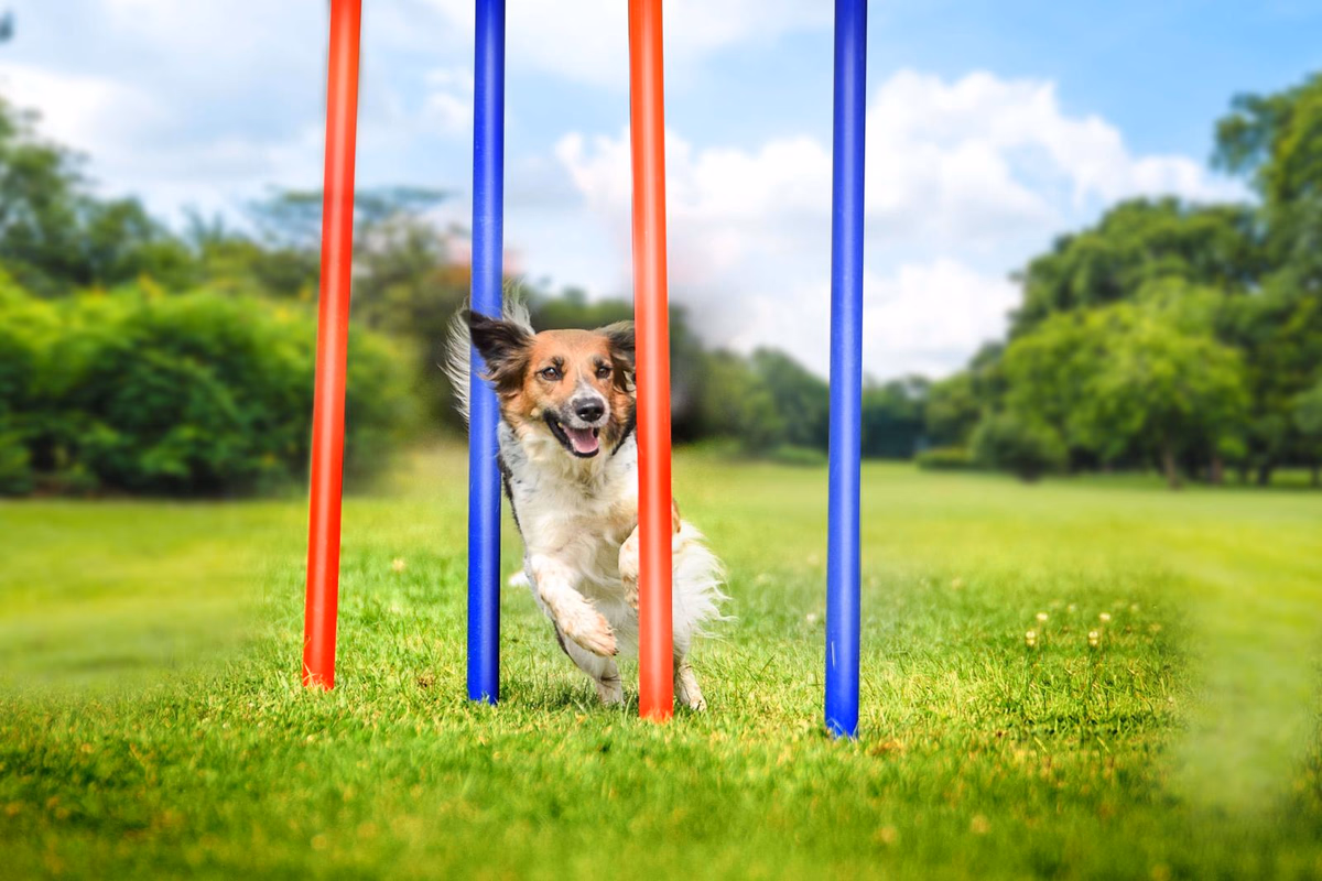 PET TOYS Kutya szlalom akadály, 4 rudas szett, hordtáskával 60x3cm - Image 1 of 4