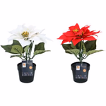 ARTICASA Xmas flower 2as Ø24xh24cm 74gr PES HT PP -  thumbnail 4