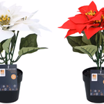 ARTICASA Xmas flower 2as Ø24xh24cm 74gr PES HT PP - 