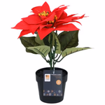 ARTICASA Xmas flower 2as Ø24xh24cm 74gr PES HT PP -  thumbnail 5