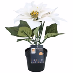 ARTICASA Xmas flower 2as Ø24xh24cm 74gr PES HT PP -  thumbnail 6
